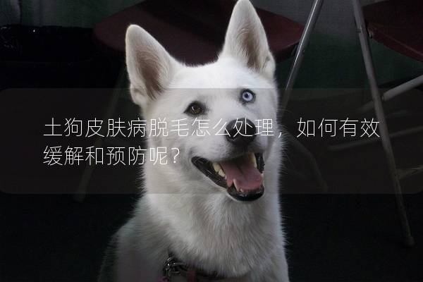 土狗皮膚病脫毛怎么處理,如何有效緩解和預(yù)防呢? 土狗皮膚病脫毛怎么處理,如何有效緩解和預(yù)防呢?