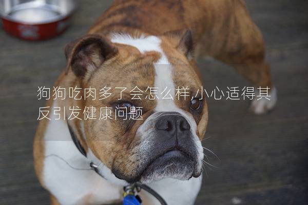 狗狗吃肉多了會怎么樣,小心適得其反引發健康問題
