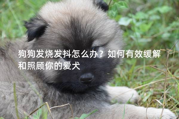 狗狗發(fā)燒發(fā)抖怎么辦？如何有效緩解和照顧你的愛犬