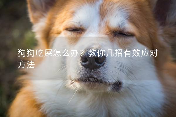 狗狗吃屎怎么辦？教你幾招有效應對方法