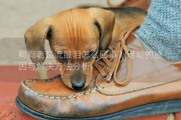 狗狗老是流眼淚怎么回事？可能的原因與解決方法分析