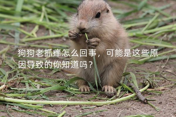 狗狗老抓癢怎么回事，可能是這些原因導致的你知道嗎？