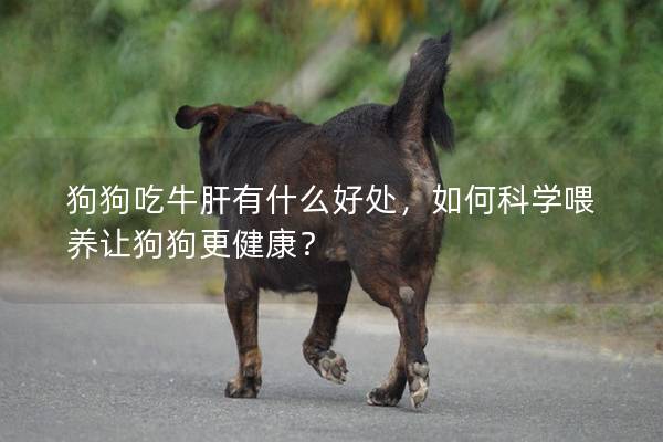 狗狗吃牛肝有什么好處,如何科學喂養讓狗狗更健康? 狗狗吃牛肝有什么好處,如何科學喂養讓狗狗更健康?