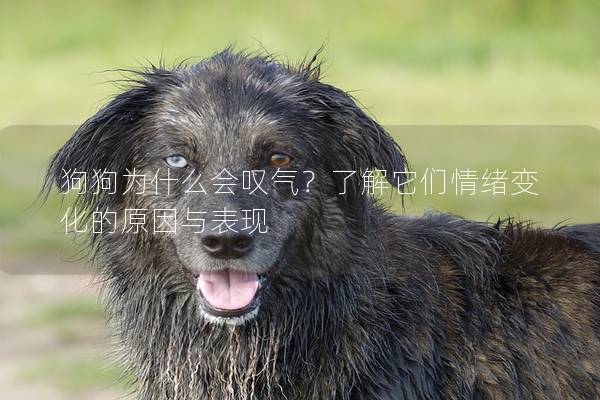 狗狗為什么會嘆氣?了解它們情緒變化的原因與表現 狗狗為什么會嘆氣?了解它們情緒變化的原因與表現