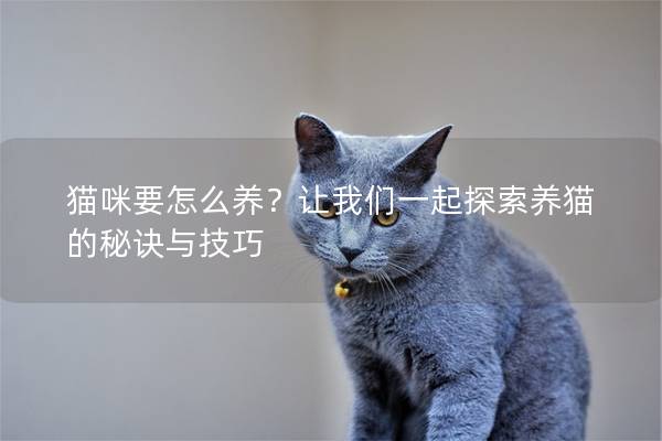 貓咪要怎么養?讓我們一起探索養貓的秘訣與技巧