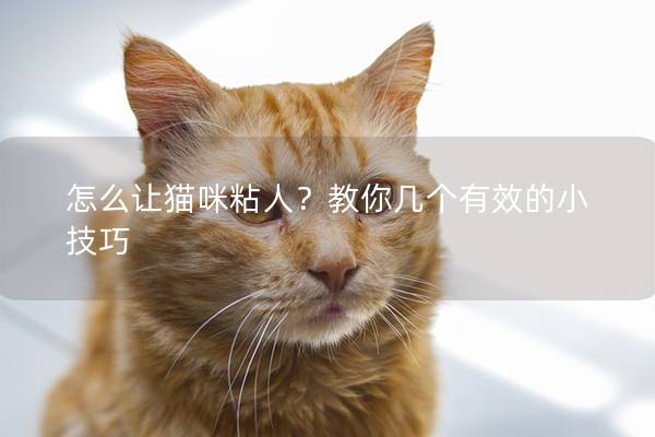 怎么讓貓咪粘人?教你幾個(gè)有效的小技巧 怎么讓貓咪粘人?教你幾個(gè)有效的小技巧