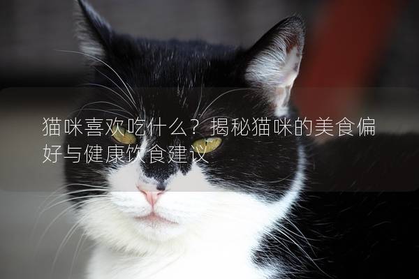 貓咪喜歡吃什么？揭秘貓咪的美食偏好與健康飲食建議
