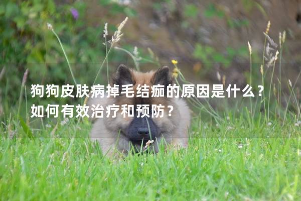 狗狗皮膚病掉毛結痂的原因是什么？如何有效治療和預防？