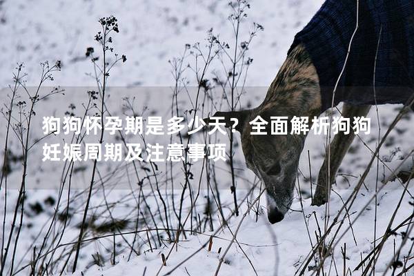 狗狗懷孕期是多少天?全面解析狗狗妊娠周期及注意事項 狗狗懷孕期是多少天?全面解析狗狗妊娠周期及注意事項
