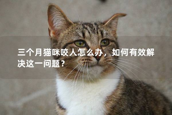 三個月貓咪咬人怎么辦，如何有效解決這一問題？