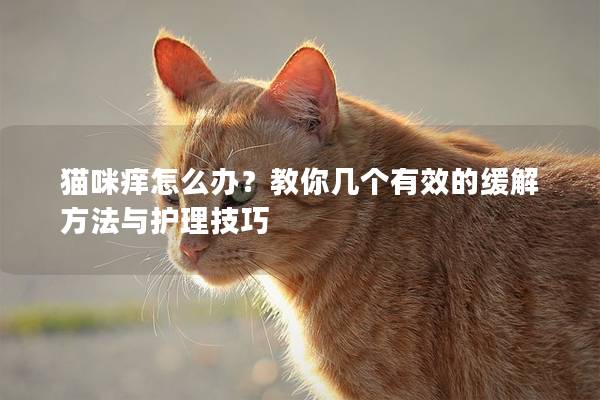 貓咪癢怎么辦?教你幾個有效的緩解方法與護理技巧