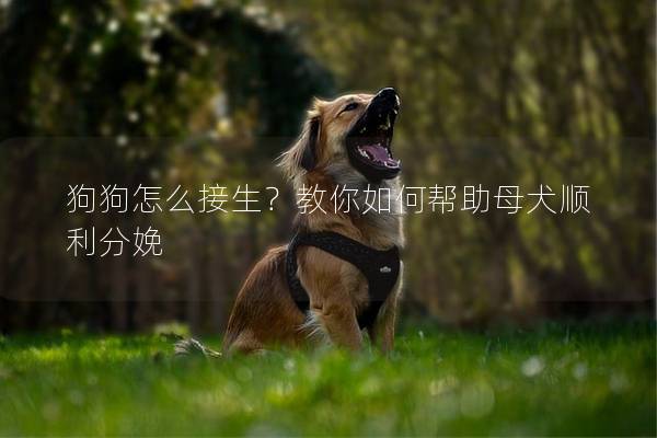 狗狗怎么接生？教你如何幫助母犬順利分娩