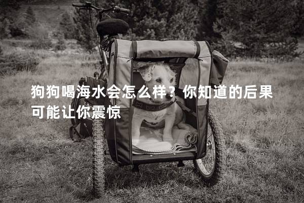 狗狗喝海水會怎么樣？你知道的后果可能讓你震驚