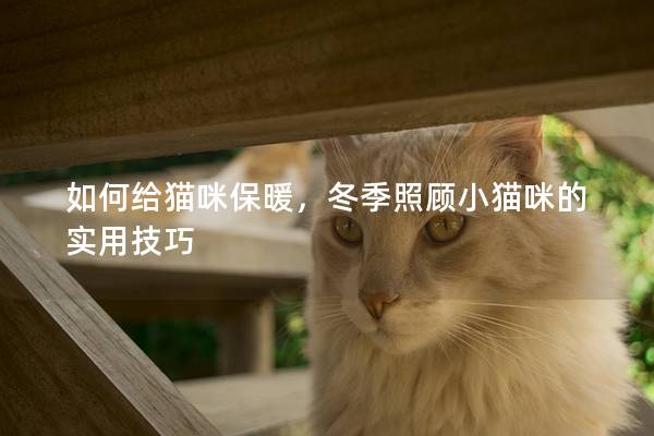 如何給貓咪保暖，冬季照顧小貓咪的實(shí)用技巧