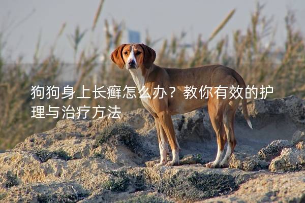 狗狗身上長(zhǎng)癬怎么辦？教你有效的護(hù)理與治療方法