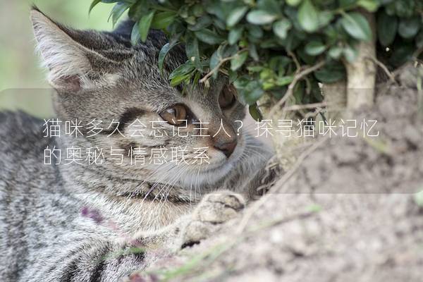 貓咪多久會(huì)忘記主人？探尋貓咪記憶的奧秘與情感聯(lián)系