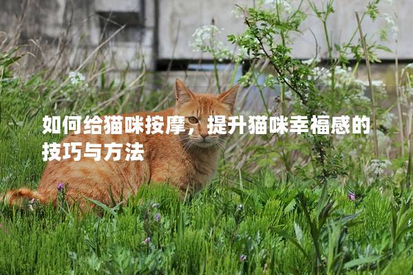 如何給貓咪按摩,提升貓咪幸福感的技巧與方法 如何給貓咪按摩,提升貓咪幸福感的技巧與方法