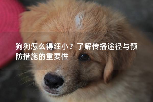 狗狗怎么得細(xì)??？了解傳播途徑與預(yù)防措施的重要性