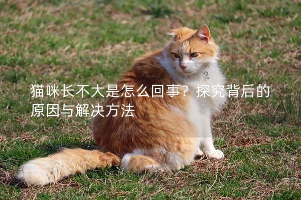貓咪長(zhǎng)不大是怎么回事？探究背后的原因與解決方法