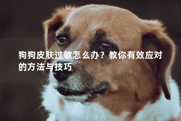 狗狗皮膚過敏怎么辦？教你有效應對的方法與技巧