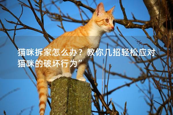 貓咪拆家怎么辦？教你幾招輕松應(yīng)對(duì)貓咪的破壞行為”