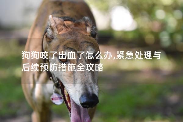 狗狗咬了出血了怎么辦,緊急處理與后續(xù)預(yù)防措施全攻略