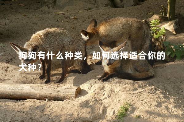 狗狗有什么種類，如何選擇適合你的犬種？