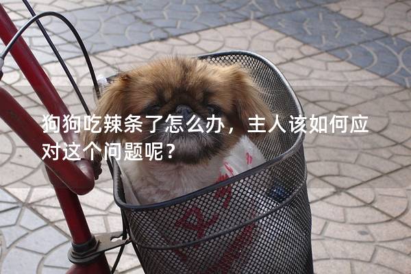 狗狗吃辣條了怎么辦，主人該如何應(yīng)對這個問題呢？