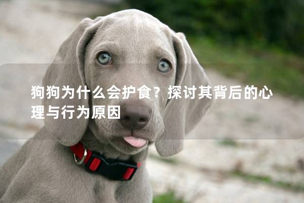 狗狗為什么會護食？探討其背后的心理與行為原因