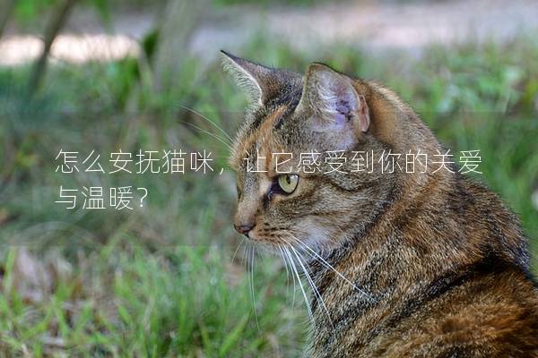 怎么安撫貓咪，讓它感受到你的關愛與溫暖？