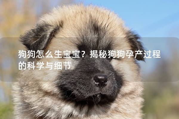狗狗怎么生寶寶？揭秘狗狗孕產過程的科學與細節