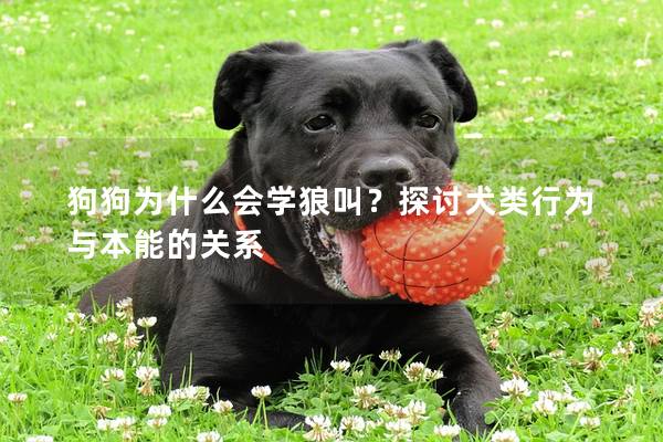 狗狗為什么會學狼叫？探討犬類行為與本能的關系