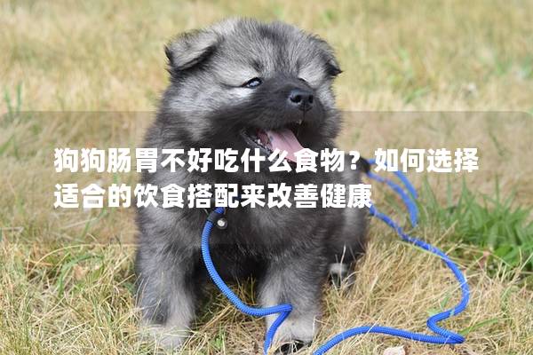狗狗腸胃不好吃什么食物？如何選擇適合的飲食搭配來改善健康