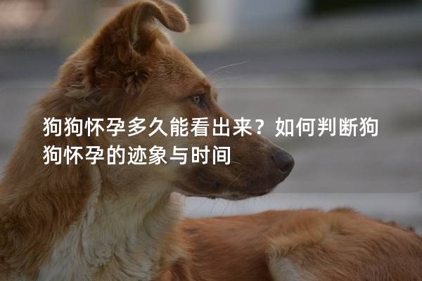 狗狗懷孕多久能看出來？如何判斷狗狗懷孕的跡象與時間
