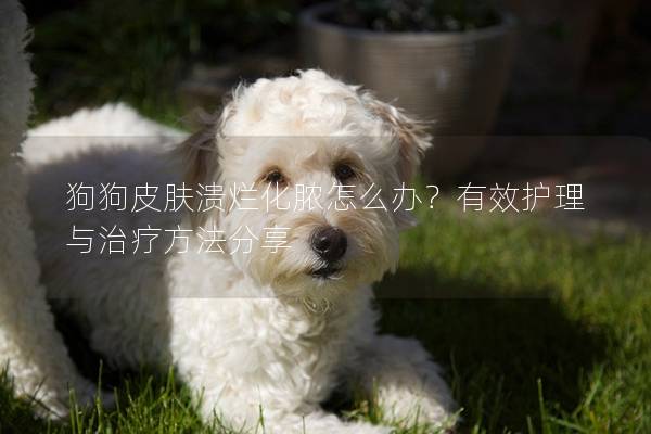 狗狗皮膚潰爛化膿怎么辦？有效護(hù)理與治療方法分享