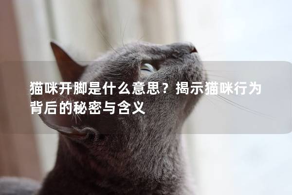 貓咪開腳是什么意思？揭示貓咪行為背后的秘密與含義
