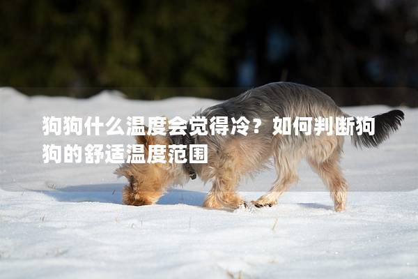 狗狗什么溫度會覺得冷？如何判斷狗狗的舒適溫度范圍