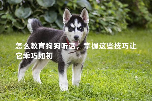 怎么教育狗狗聽話,掌握這些技巧讓它乖巧如初 怎么教育狗狗聽話,掌握這些技巧讓它乖巧如初