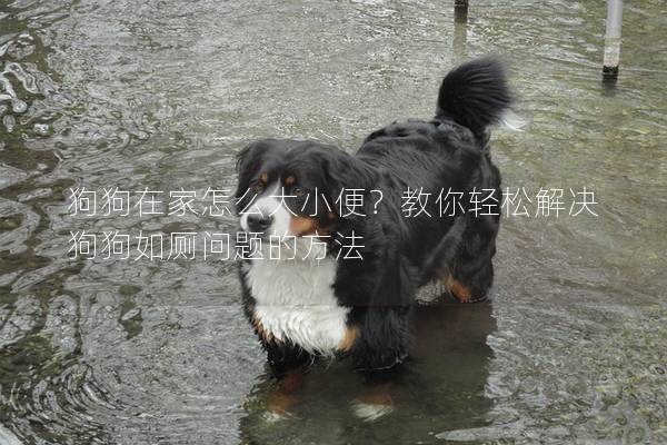 狗狗在家怎么大小便？教你輕松解決狗狗如廁問題的方法