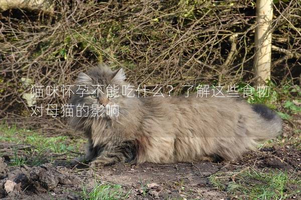 貓咪懷孕不能吃什么？了解這些食物對母貓的影響