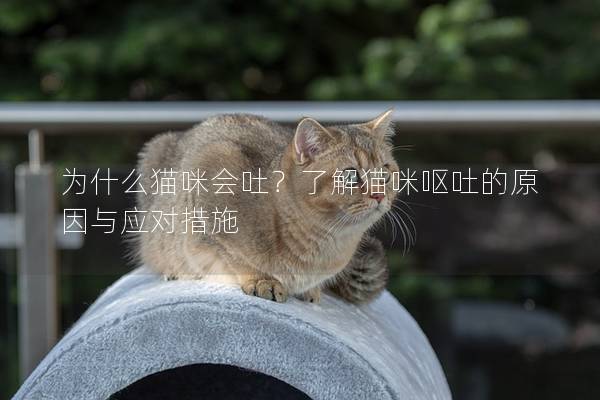 為什么貓咪會吐?了解貓咪嘔吐的原因與應(yīng)對措施 為什么貓咪會吐?了解貓咪嘔吐的原因與應(yīng)對措施