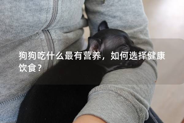 狗狗吃什么最有營養，如何選擇健康飲食？