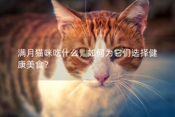 滿月貓咪吃什么,如何為它們選擇健康美食? 滿月貓咪吃什么,如何為它們選擇健康美食?