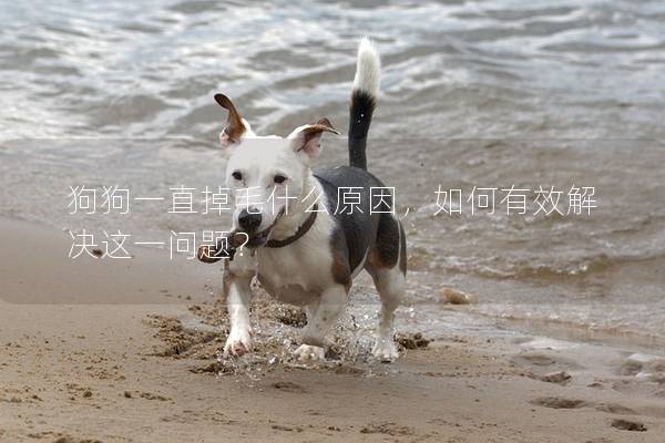 狗狗一直掉毛什么原因，如何有效解決這一問題？