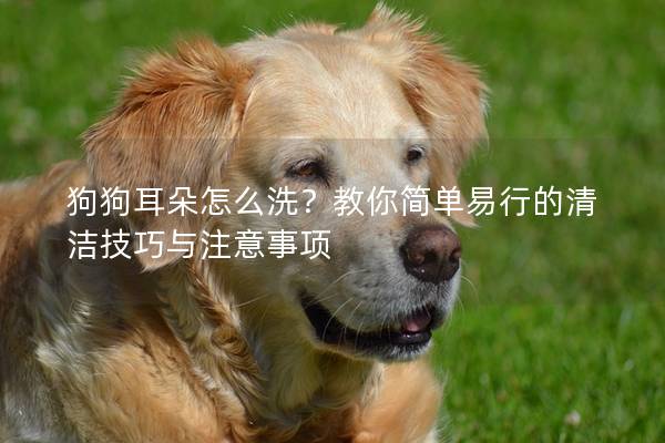狗狗耳朵怎么洗?教你簡單易行的清潔技巧與注意事項 狗狗耳朵怎么洗?教你簡單易行的清潔技巧與注意事項