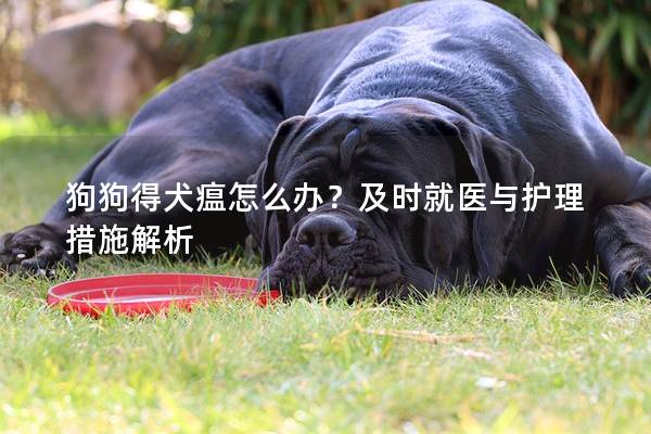 狗狗得犬瘟怎么辦？及時就醫(yī)與護理措施解析