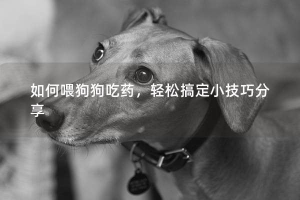 如何喂狗狗吃藥，輕松搞定小技巧分享