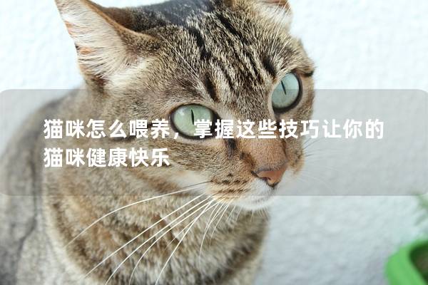 貓咪怎么喂養，掌握這些技巧讓你的貓咪健康快樂