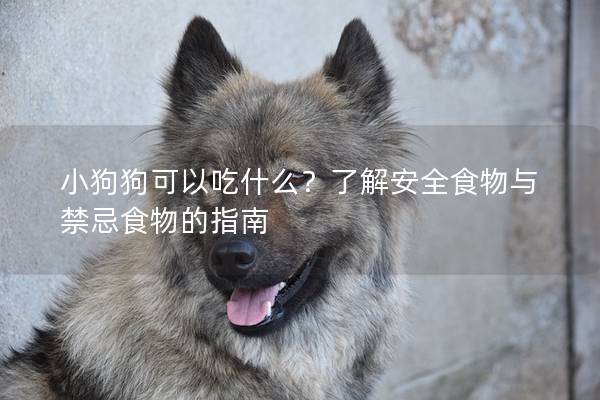 小狗狗可以吃什么？了解安全食物與禁忌食物的指南