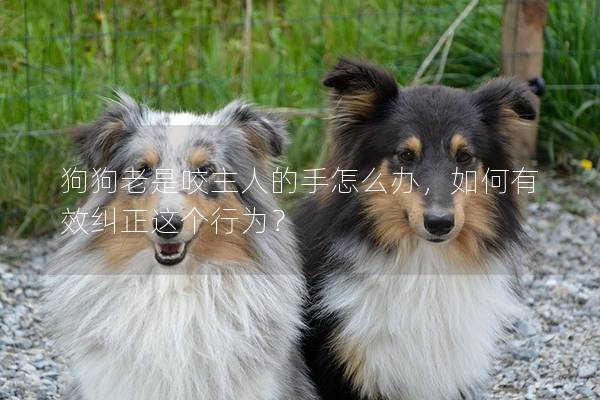 狗狗老是咬主人的手怎么辦，如何有效糾正這個行為？